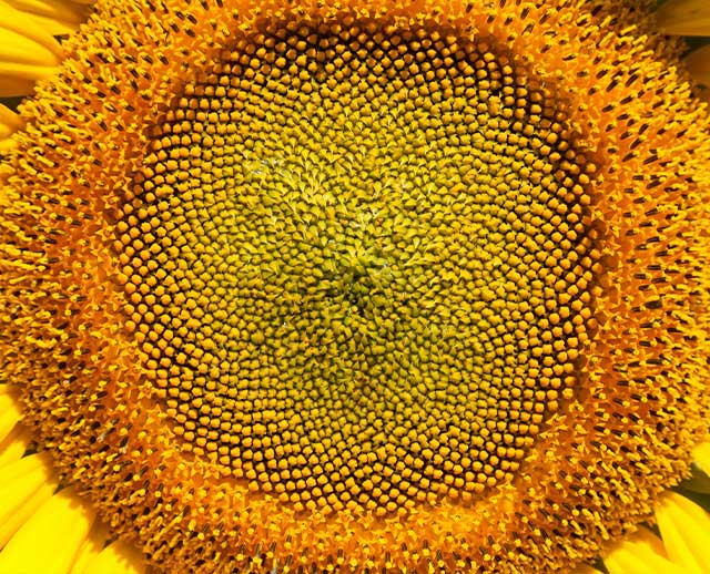 Image of a flower