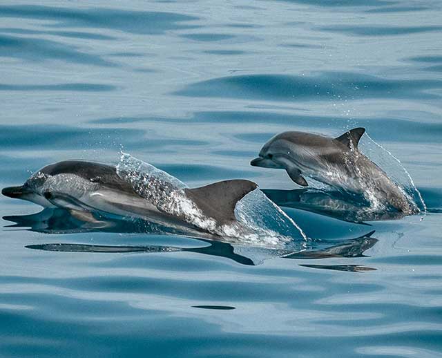 Image of dolphins